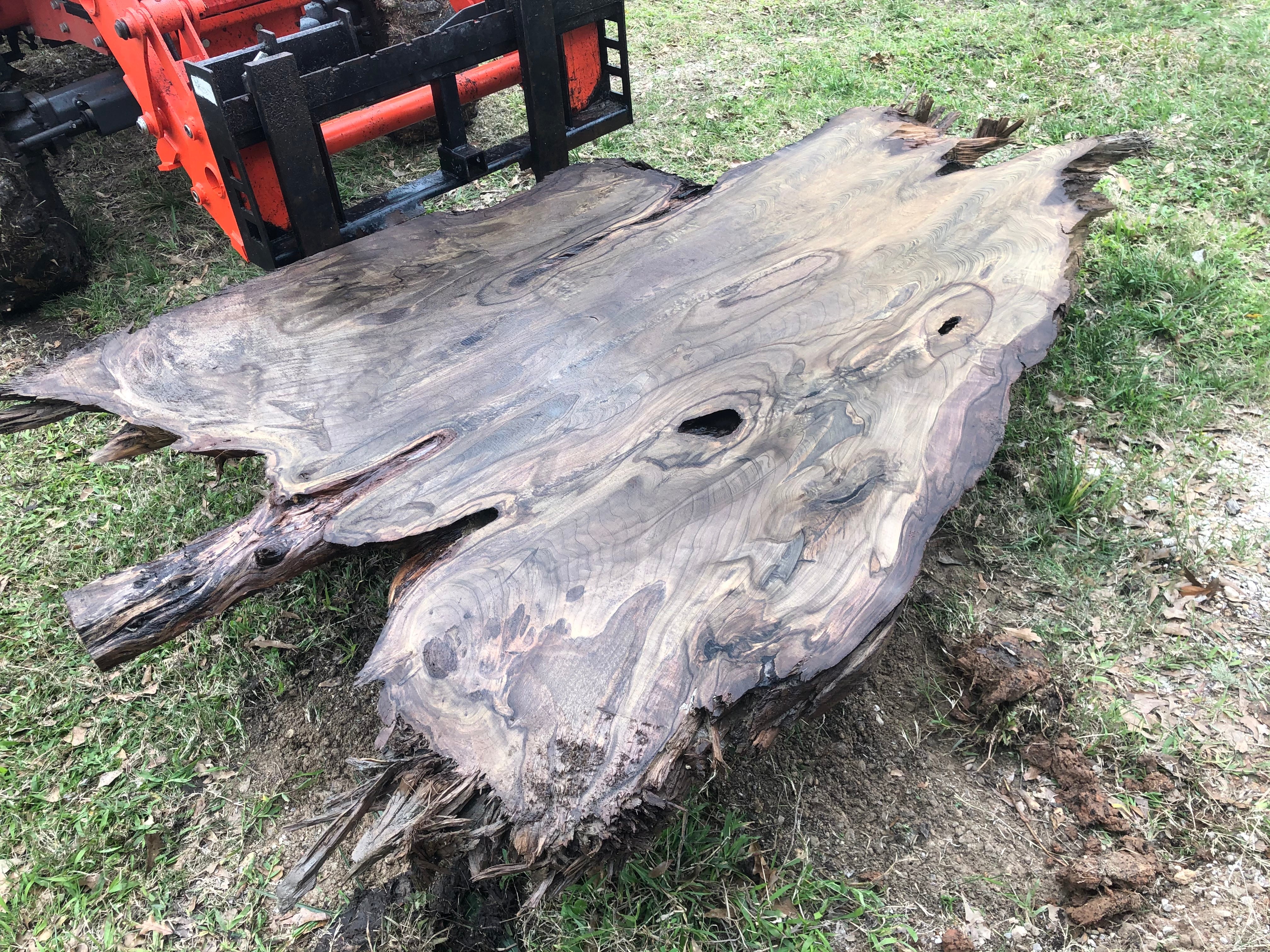 181 B.C Ancient Sinker Cypress