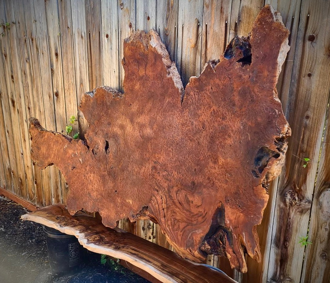 Redwood Burl Slab (RWB-004)