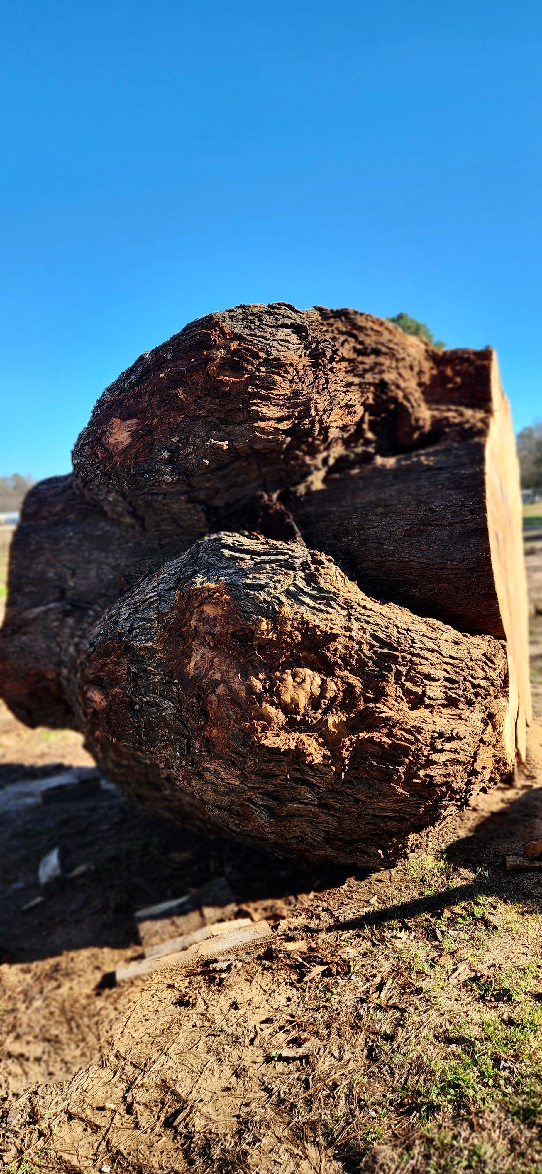 Post Oak Burl