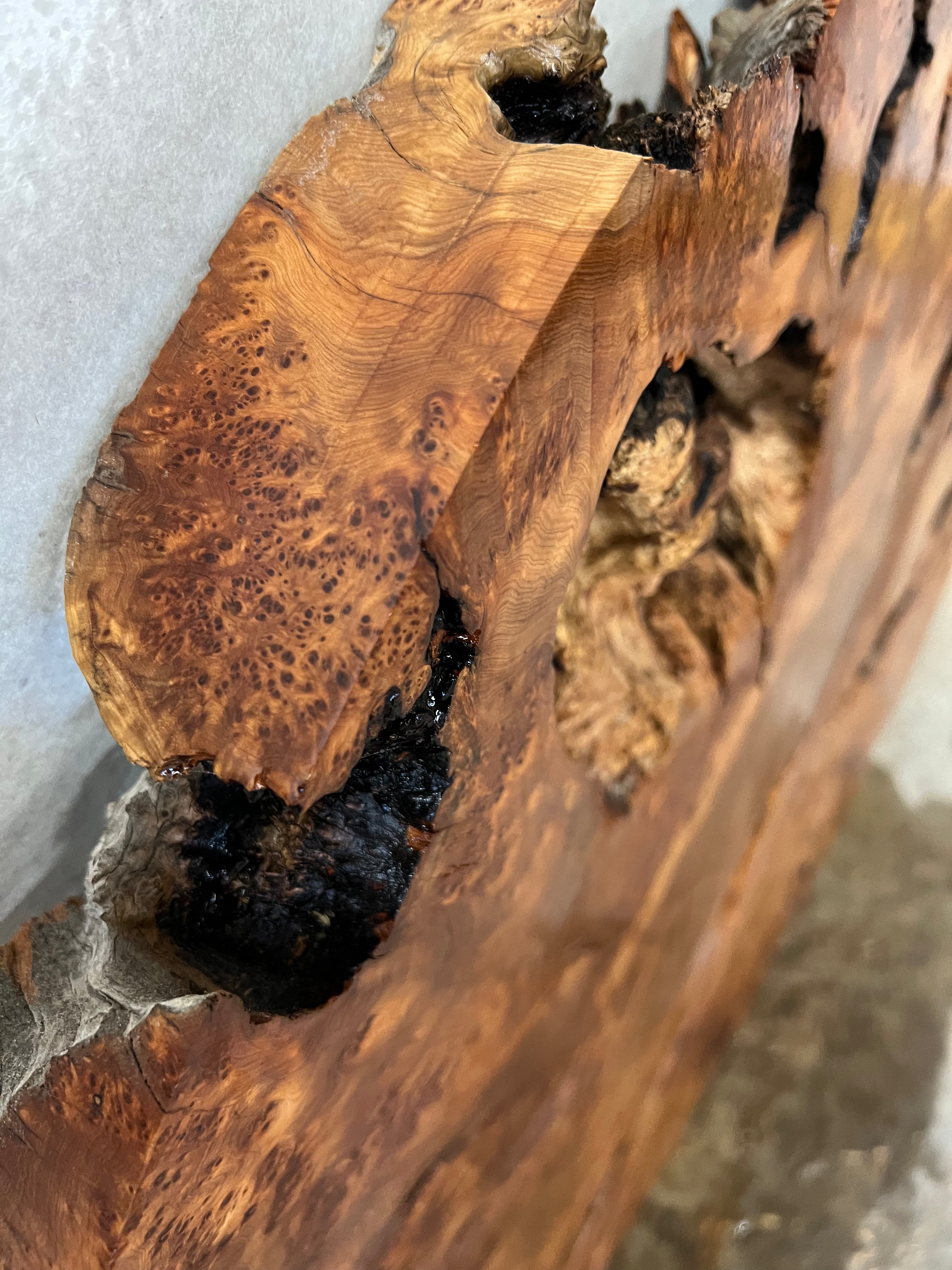 Juniper Burl Losa Redonda 36”