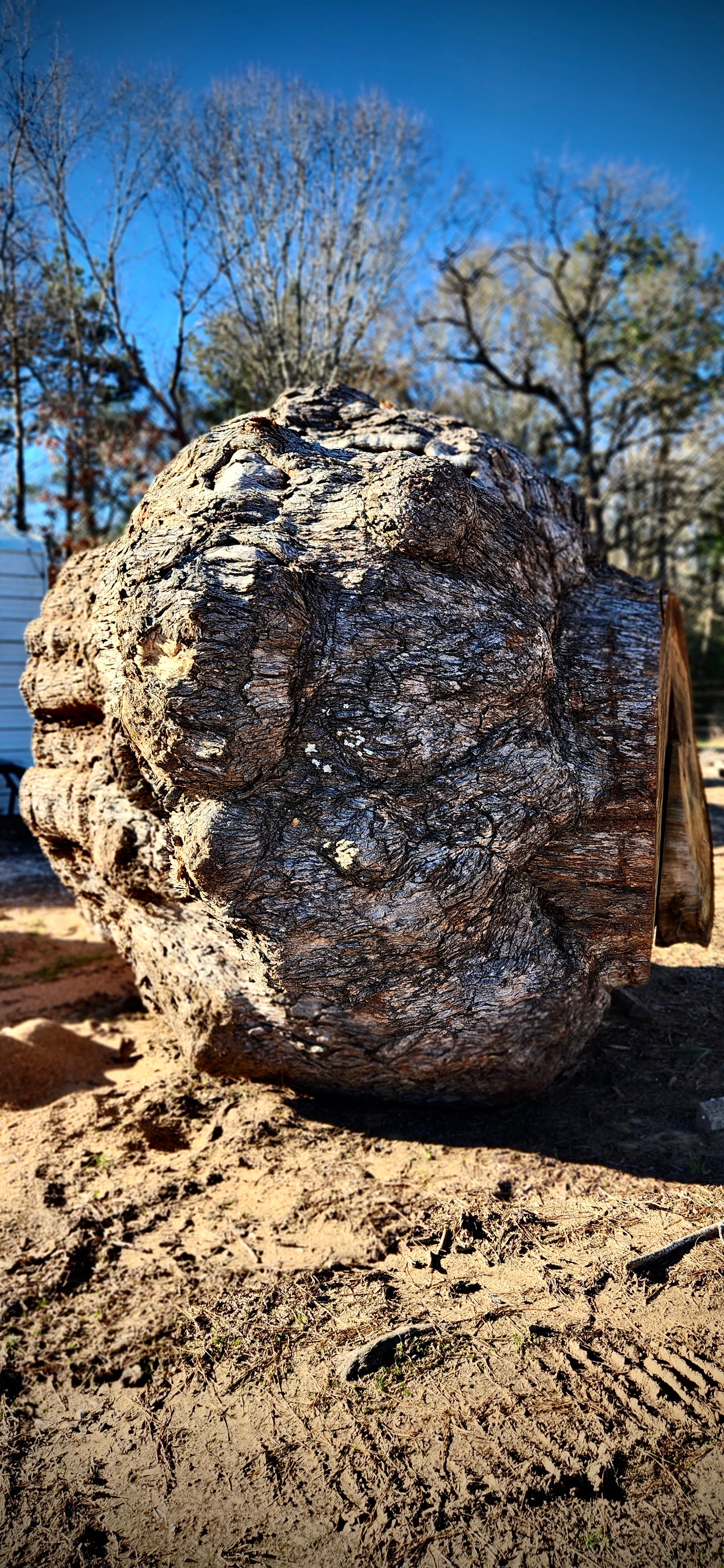 Post Oak Burl