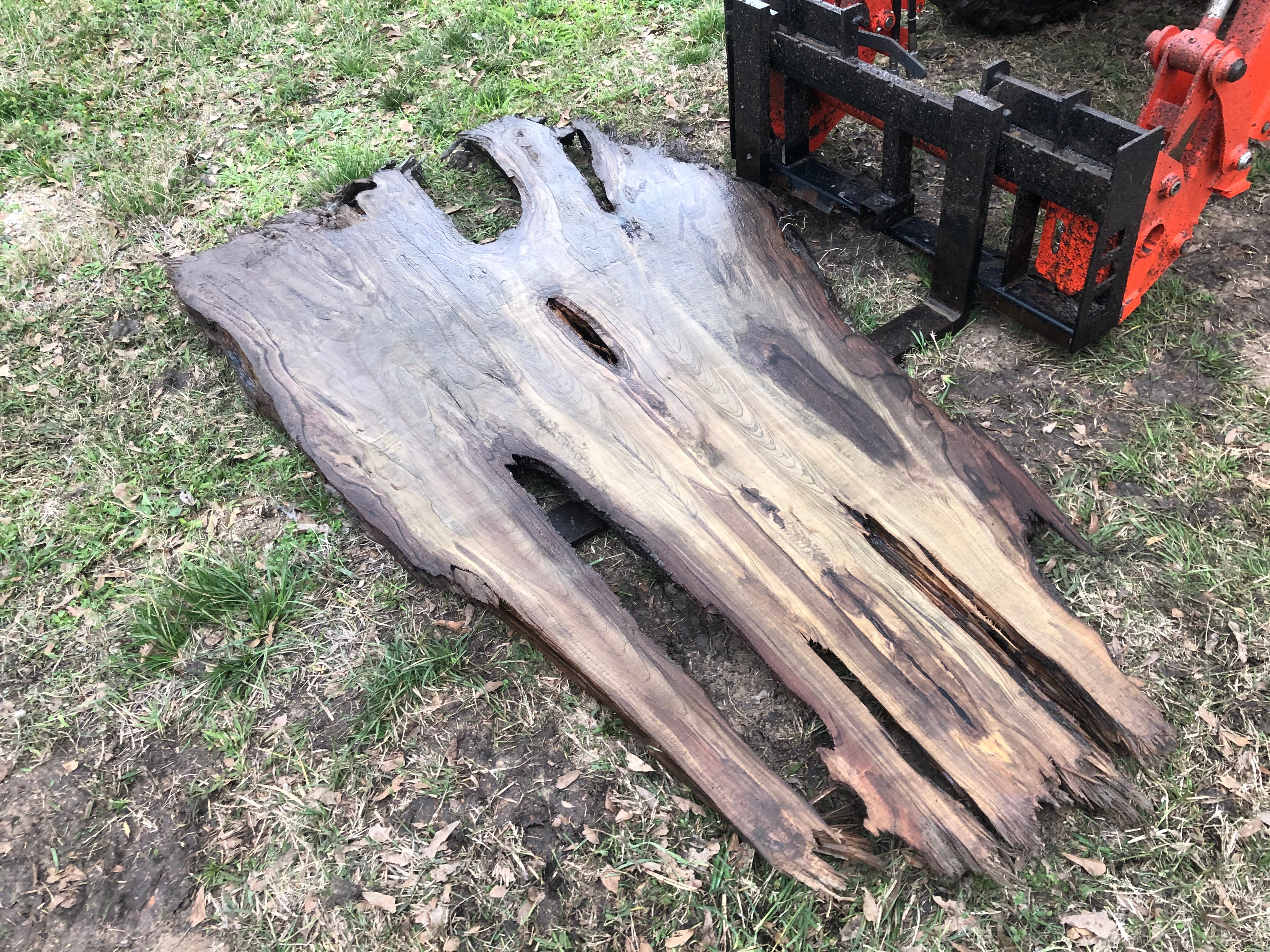 181 B.C Ancient Sinker Cypress Slab (Eagle Head)
